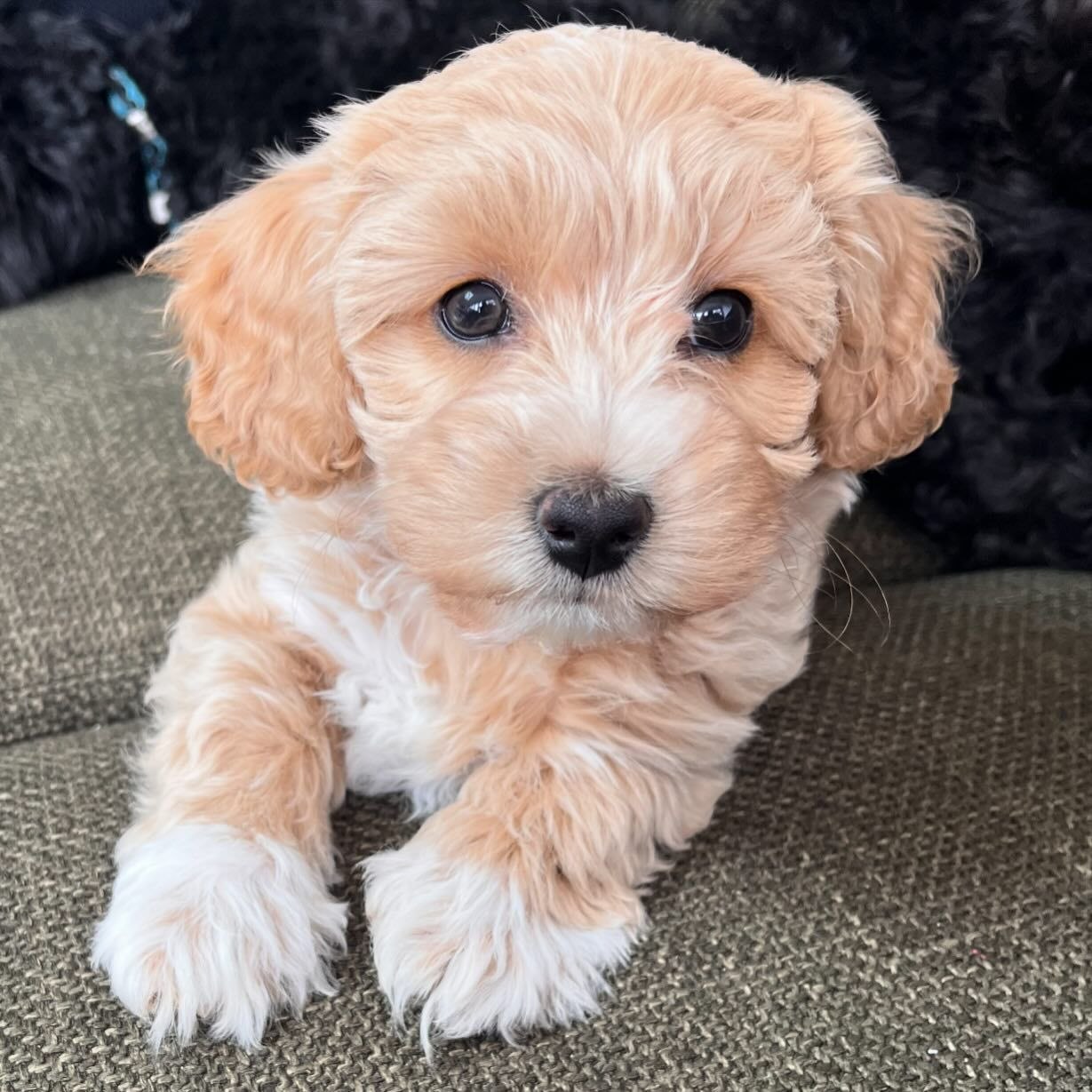 Teacup Maltipoo for sale up to $400/Maltipoos for sale under $500